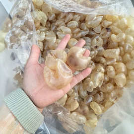 缅甸鱼胶 海味干货中的璀璨明珠与批发指南